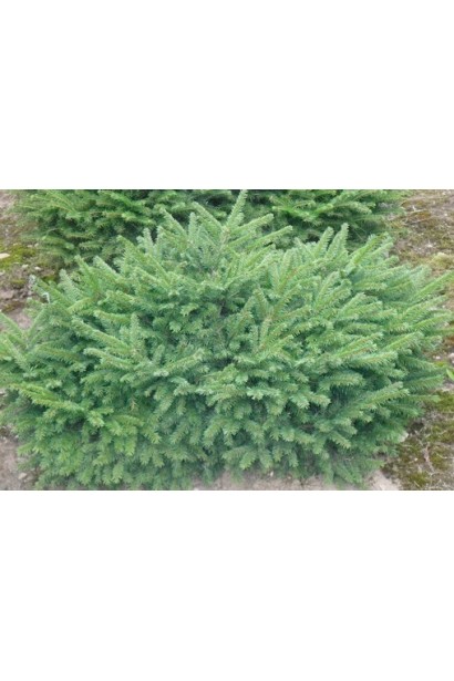 Ялина Баррі округла крона в молодому віці